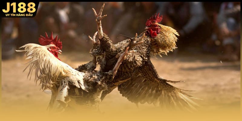 Đá gà mạng C4 còn cung cấp thông tin về lịch thi đấu thuận tiện 