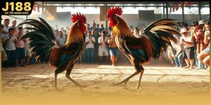 Gà Rừng Đá Cựa Sắt: Kỹ Thuật Nuôi Và Huấn Luyện Hiệu Quả